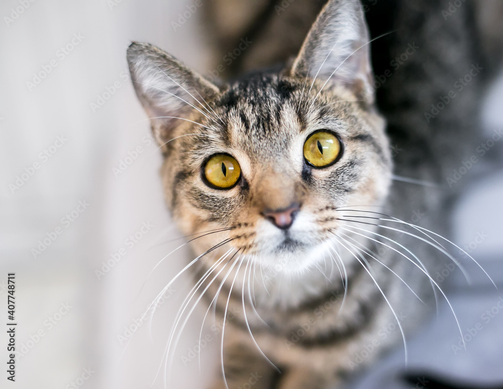 A tabby shorthair cat with bright yellow eyes staring at the camera