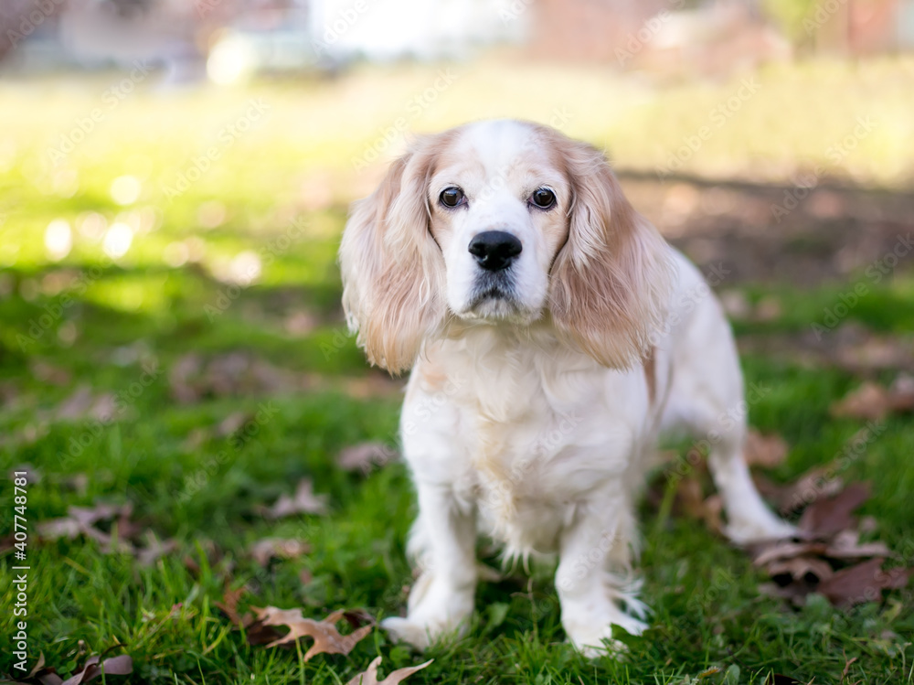 A tan and white Cocker Spaniel mixed breed dog standing outdoors and looking at the camera