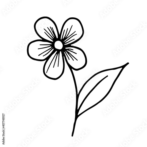 Forget-me-not flower. Botanical outline drawn illustration. Vector.
