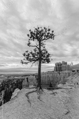 Black and white view of Limber Pine clinging to cliff at Bryce Canyon National Park in Southern Utah. 