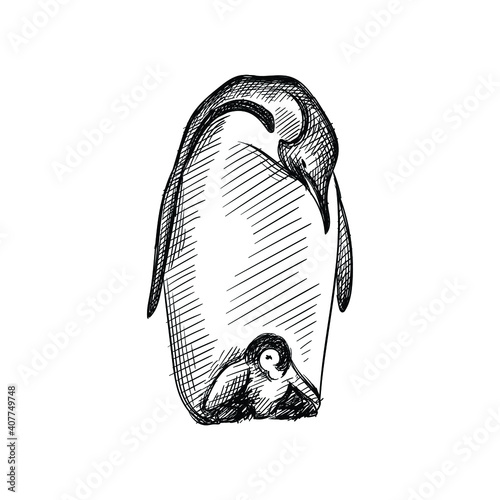 Hand drawn sketch of adult penguin with baby penguin on a white background. Penguin bird. Madagascar penguins