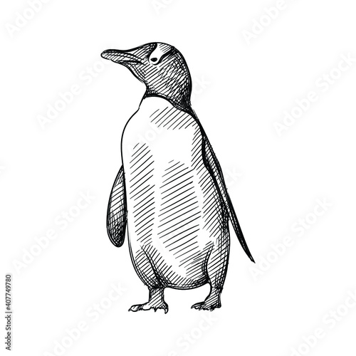 Hand drawn sketch of penguin  on a white background. Penguin bird. Madagascar penguins