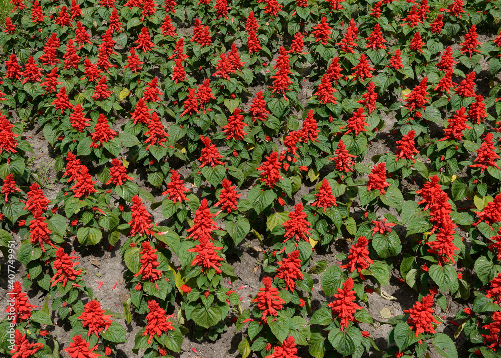 Many Salvia flowers on flower bed as natural background.