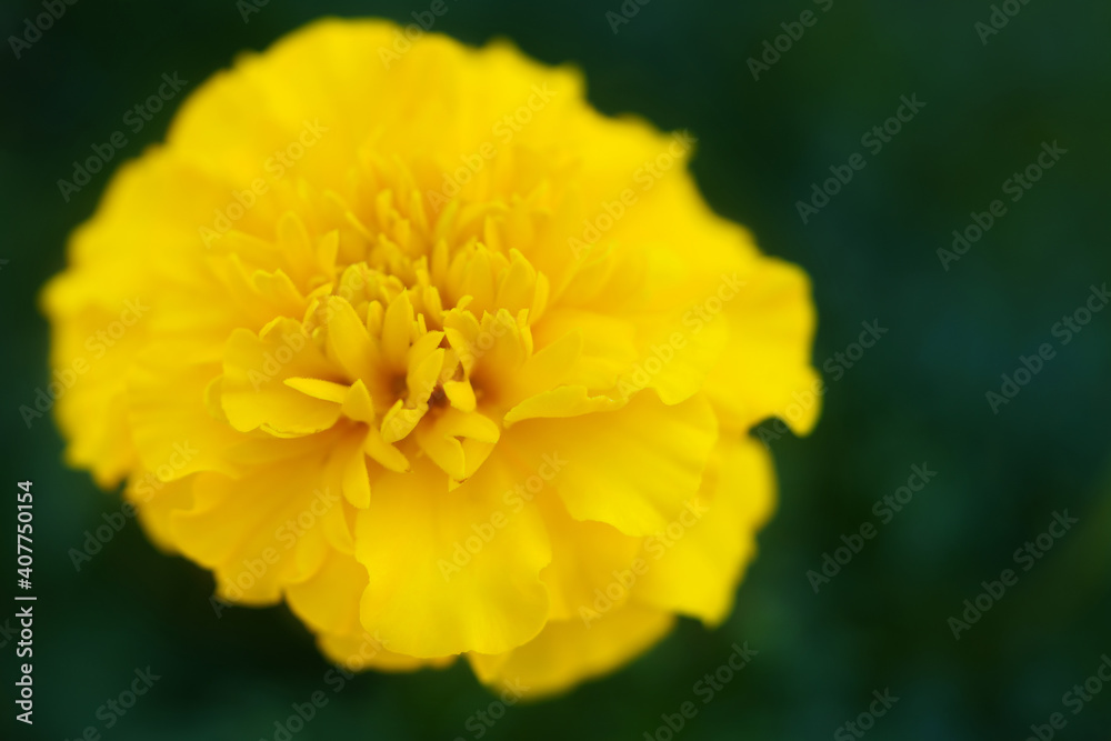 Yellow flower with tidewater green backgroud Yellow flower with tidewater green backgroud