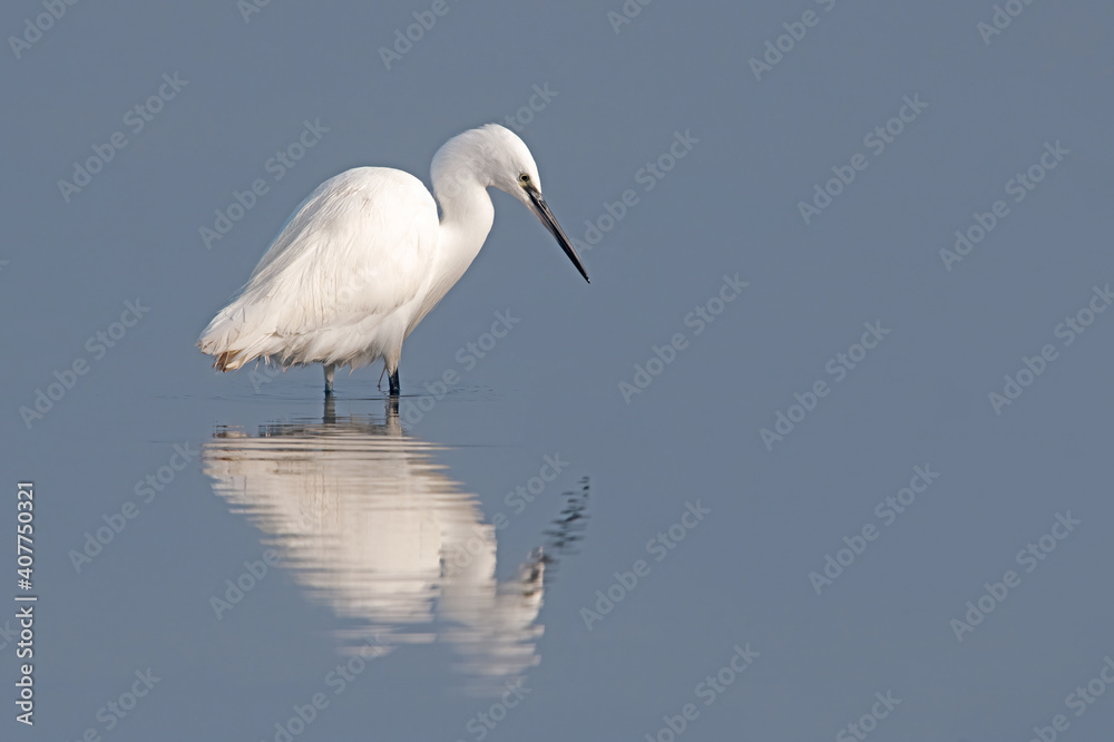 Little Egret (Egretta garzetta) in a lagoon on the Norfolk Coast Little Egret (Egretta garzetta) in a lagoon on the Norfolk Coast