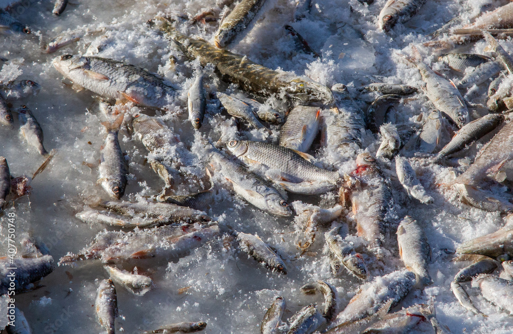Mass death of fish in winter from lack of oxygen.