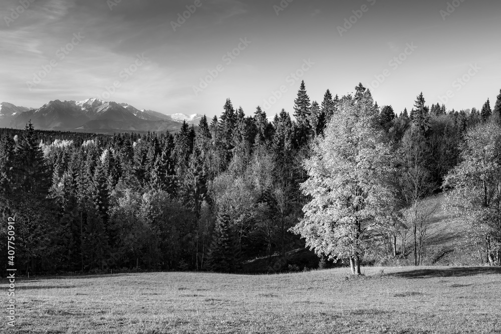 Beautiful autumn day and colorful tree in High Tatras mountains,Slovakia