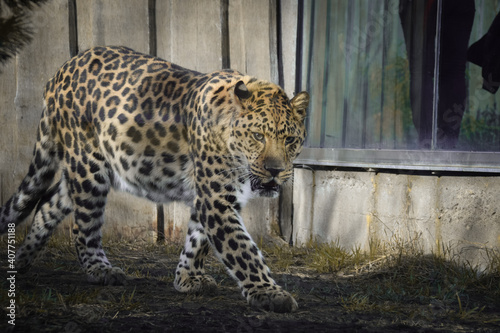 an African leopard roar on something in a zoo. He is nervous.
