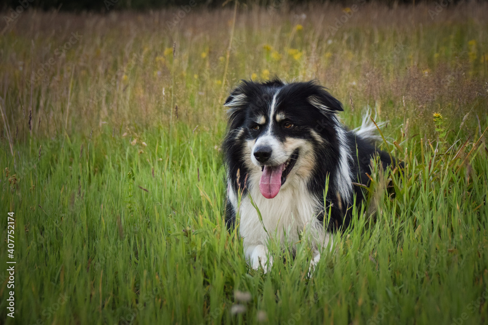 Border collie is lying in the grass. He is so crazy dog on trip.