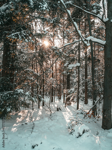 Fototapeta Naklejka Na Ścianę i Meble -  Zimowy Klimat, słońce, las, śnieg