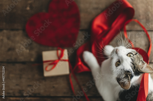 Adorable cat portrait with red ribbon, velvet hearts and gift on rustic wood. Happy Valentines day