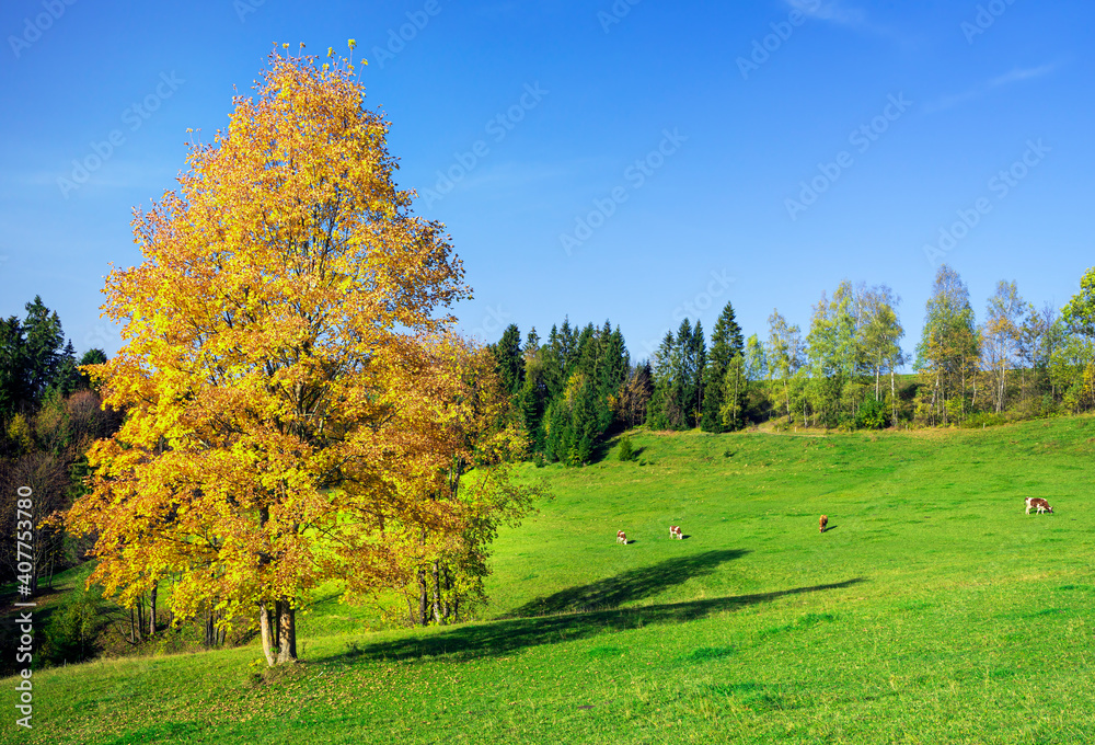 nature, created by nature, view, sky, purity, untouched, pure, sunny, without humans, earth, innocence, flora, plants, planet earth, travel, realx, peace, rest, tranquility, vacation, freedom, space,