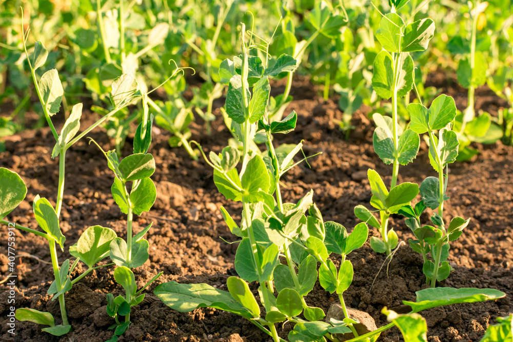 Young plant of green, vegetable peas on the soil. Young plant of green, vegetable peas on the soil.