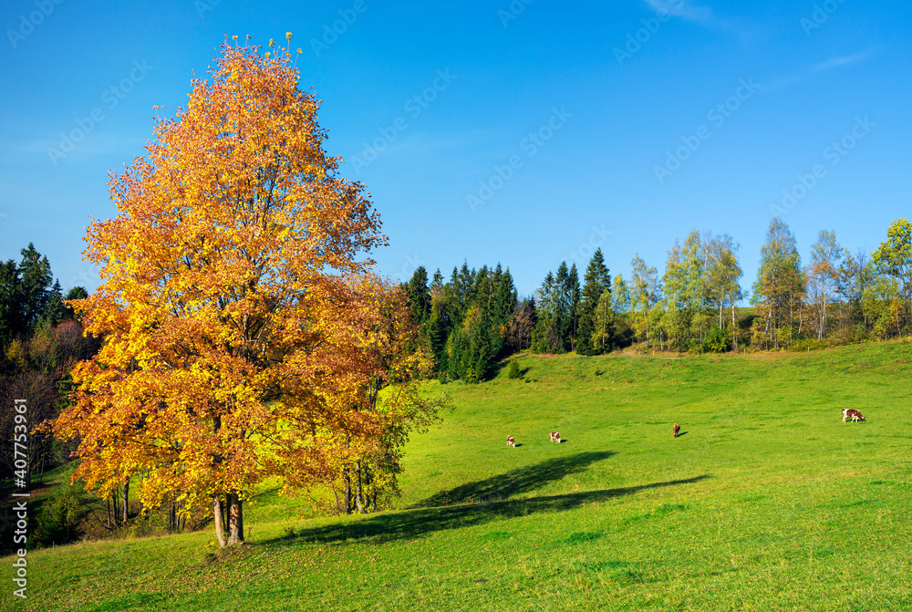 Beautiful autumn day and colorful tree in High Tatras mountains,Slovakia