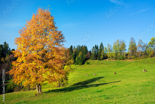 Obraz na płótnie Beautiful autumn day and colorful tree in High Tatras mountains,Slovakia w salonie
