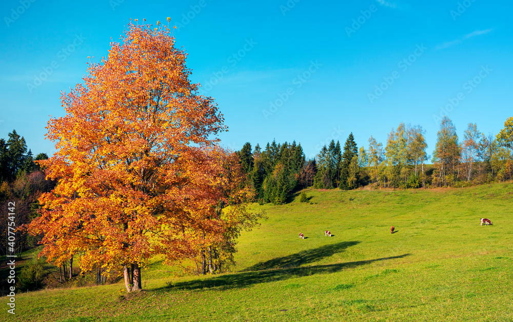Beautiful autumn day and colorful tree in High Tatras mountains,Slovakia