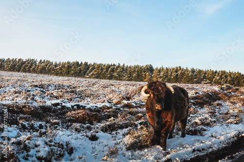 Cow in winter