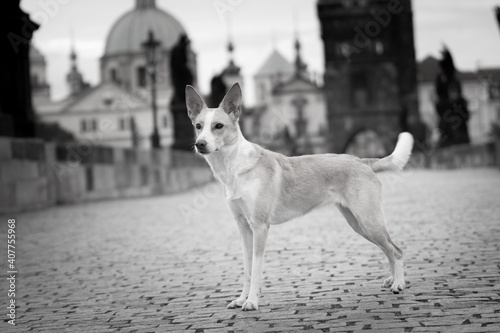 White mix dog is standing in city center. He was in center of Prague. She is so patient model.