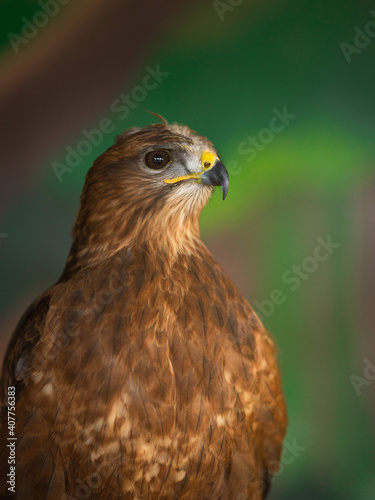 Portrait of a bird in zoo