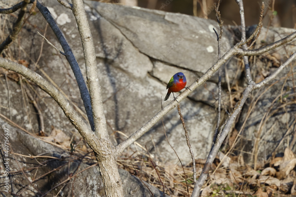 A Painted Bunting is a rare sight at Great Falls Park, Maryland, on the Potomac River 14 miles from the U.S. Capitol. It has attracted thousands of visitors. A Painted Bunting is a rare sight at Great Falls Park, Maryland, on the Potomac River 14 miles from the U.S. Capitol. It has attracted thousands of visitors.
