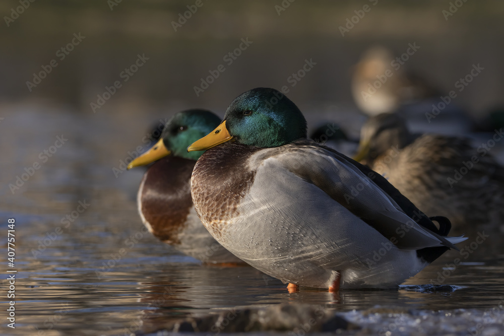 Wild Mallard duck standing in the water with his group ducks in the background. (Anas platyrhynchos),