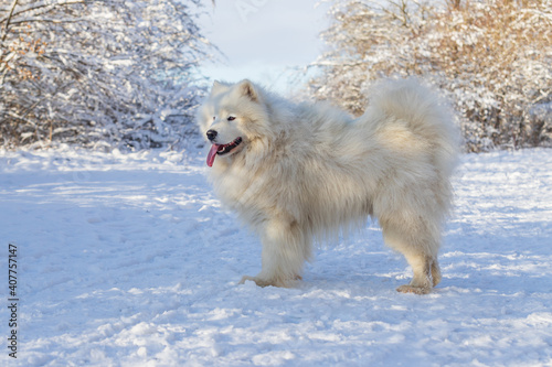 Samoyed - Samoyed beautiful breed Siberian white dog stands in the snow and has his tongue out. In the background are snow-covered trees.