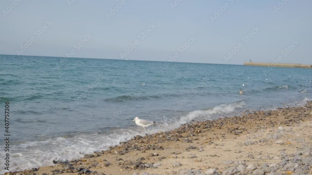 Seagull swimming in tender ocean waves and pebbles on the coast line, white bird in blue sea waters on a sunny day, beautiful seascape natural background Seagull swimming in tender ocean waves and pebbles on the coast line, white bird in blue sea waters on a sunny day, beautiful seascape natural background