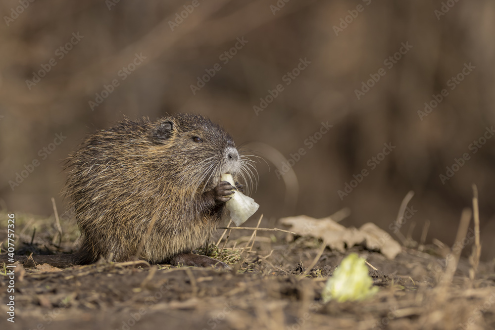 Small young coypu eating
green salad. Also known as nutria or Myocastor coypus. Small young coypu eating
green salad. Also known as nutria or Myocastor coypus.