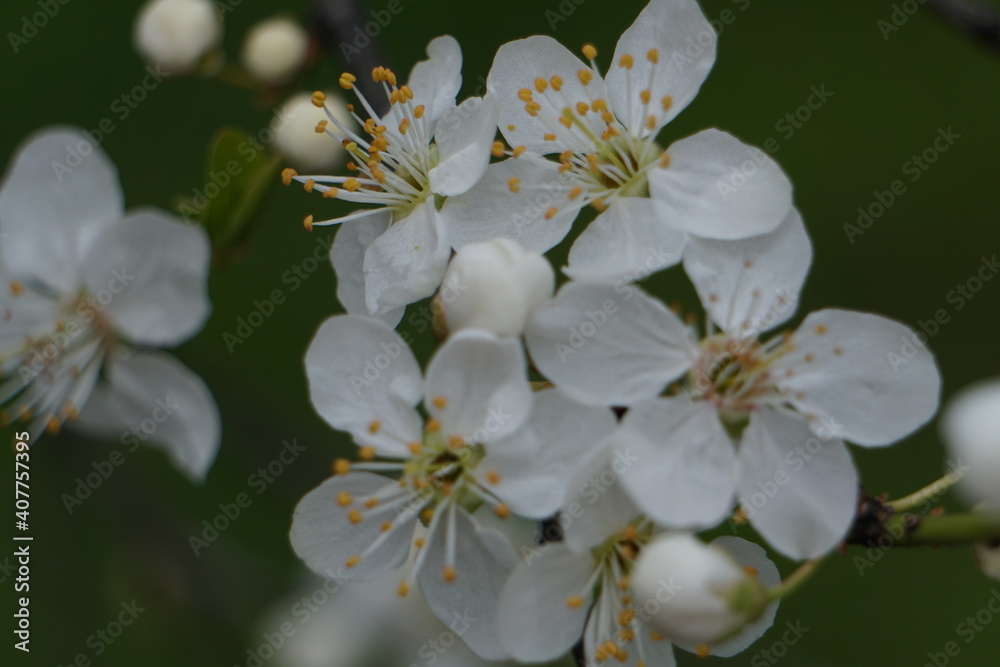 White apple flowers