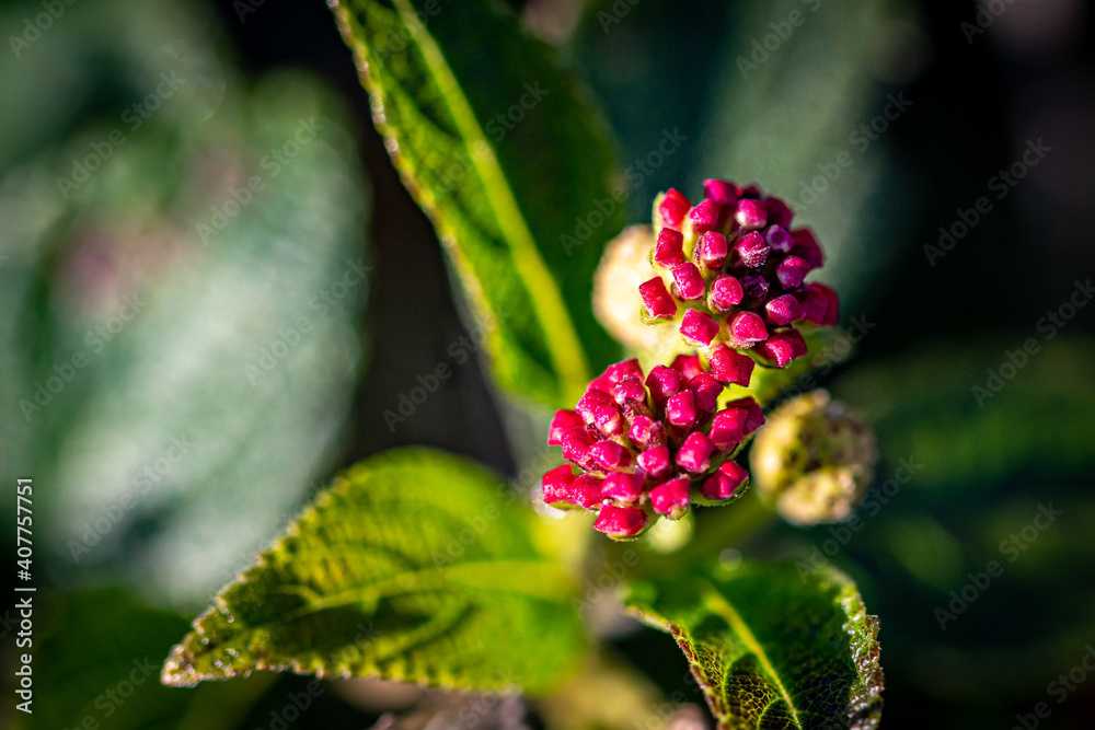 Red Macro Flower Buds in the Garden Red Macro Flower Buds in the Garden