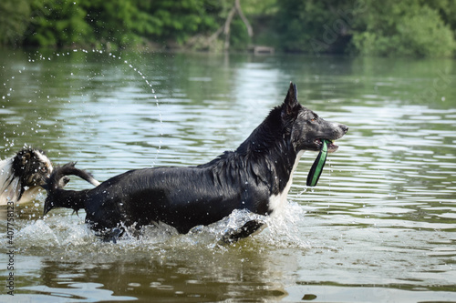 border collie dog is running in the water. She is really good swimmer. She is waiting for her toy.