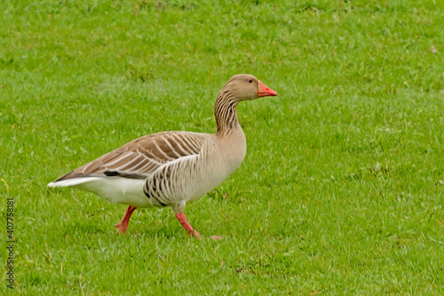 Greylage goose foraging for food in the grass in a green meadow in the marsh - anser anser 