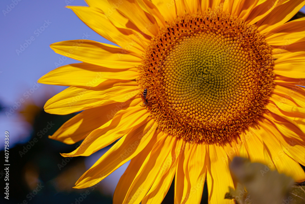 Obraz premium strahlende Sonnenblume