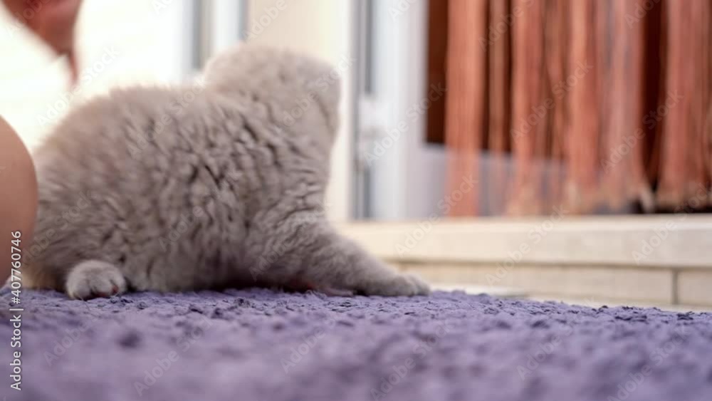 A British breed kitten is played with a child with a toy on the carpet. Slow motion. A British breed kitten is played with a child with a toy on the carpet. Slow motion.