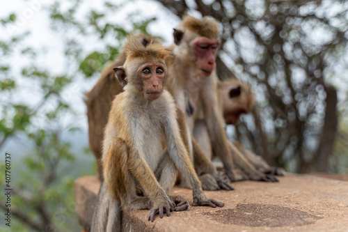 Eine Familie von Affen sitzt auf einer Mauer in Sri Lanka © Lars