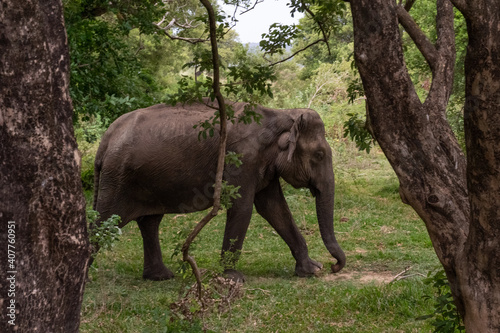 Junger Elefant zwischen zwei B  umen und einem Nationalpark in Sri Lanka