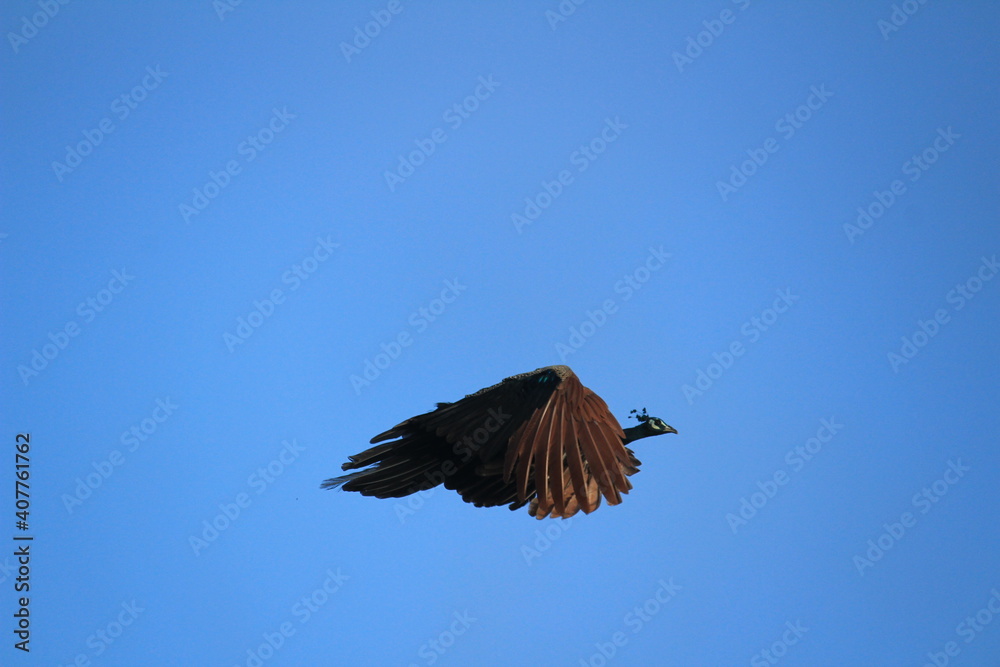 Obraz premium Indian Female peacock is flying from the tree and blue sky on the background. Indian Female peacock is flying