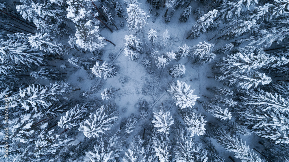 Fototapeta premium Beautiful winter landscape with trees under heavy snow. Snow covered forest in cold weather.