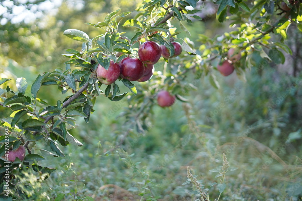 Obraz premium tree branch in an apple