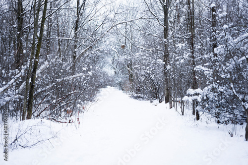 winter in the forest