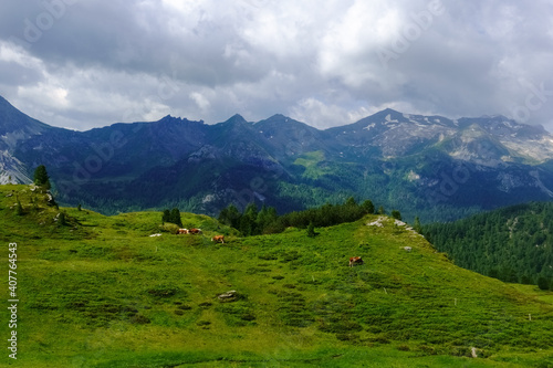 green meadow with cows in the mountains with rain clouds