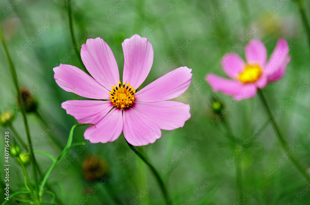 Cosmos flower