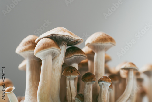 Fotografie, Obraz cubensis mushrooms hallucinogenic