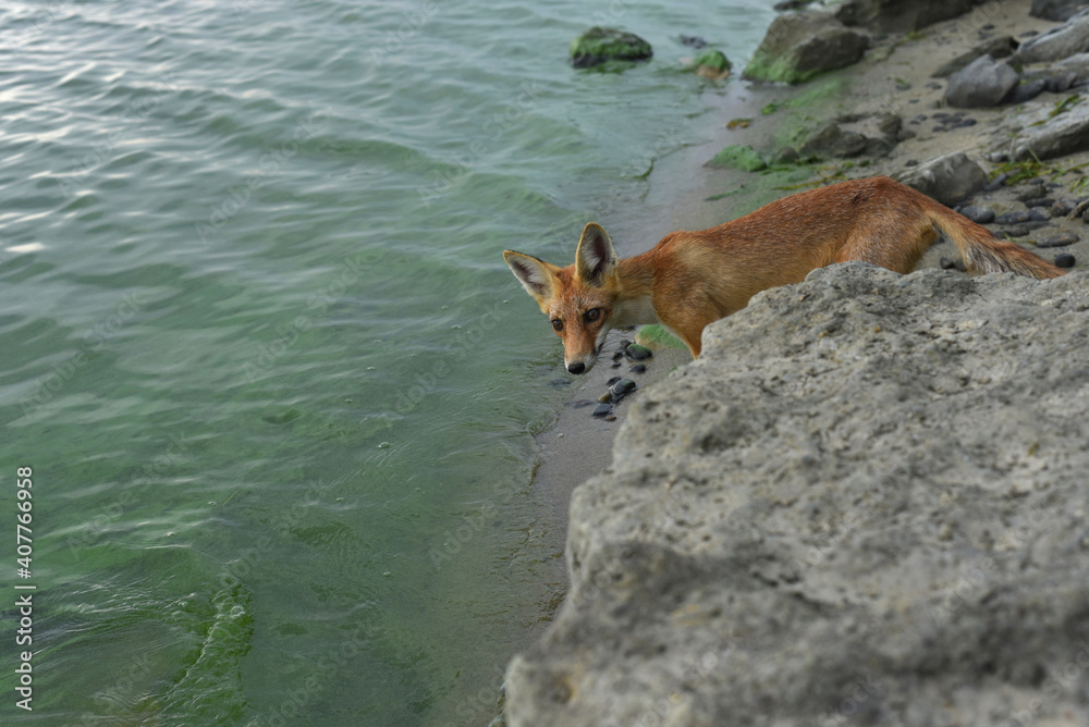 Corsac Fox, Vulpes corsac, in the nature stone mountain habitat, found in steppes and deserts in, Mongolia, Central Asia. Little curious wild Corsac Fox with orange fur coat walking near water Corsac Fox, Vulpes corsac, in the nature stone mountain habitat, found in steppes and deserts in, Mongolia, Central Asia. Little curious wild Corsac Fox with orange fur coat walking near water