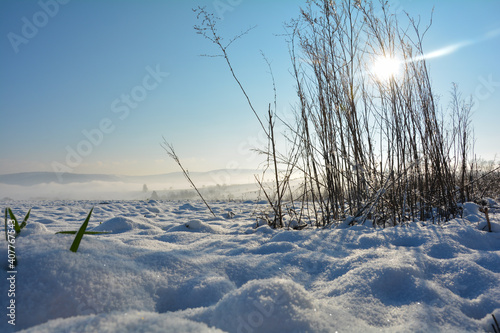 Tall grass with sun, snow and many blue sky