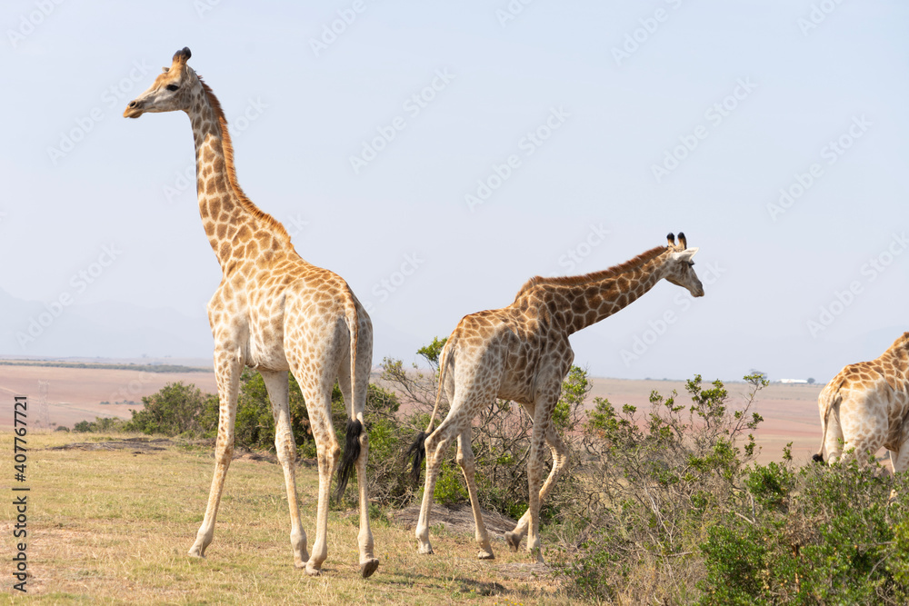 Fototapeta premium giraffe in the savannah
