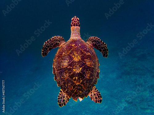 Sea turtle, Maldives, Lakkadive Sea, Indian Ocean. photo