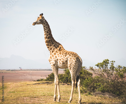 giraffe in the savannah © Angelina