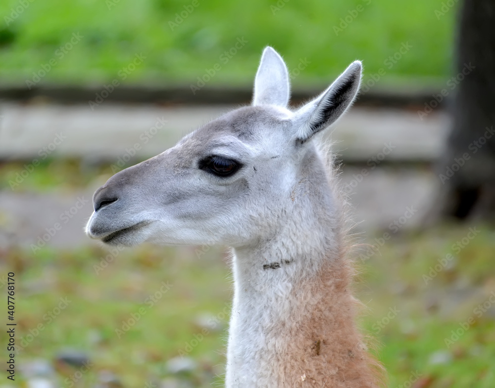 Portrait of llama (Lama glama Linnaeus) in profile