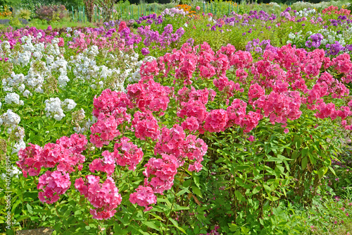 Garden flower garden with flowering flocks (Phlox L.)